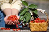 5月18日至6月16日，&ldquo;櫻桃之約&rdquo;邀你共赴！